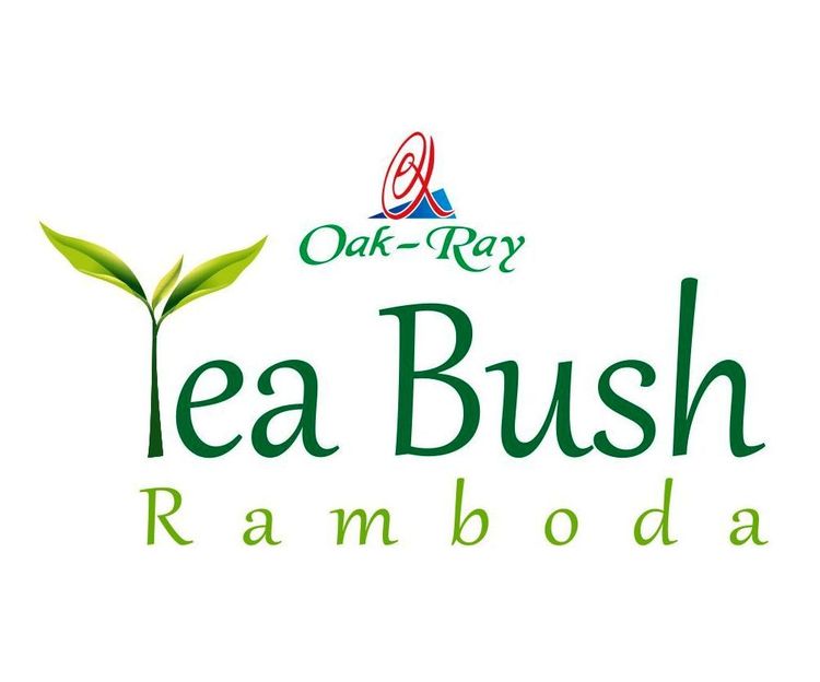 Oak Ray Tea Bush - Ramboda